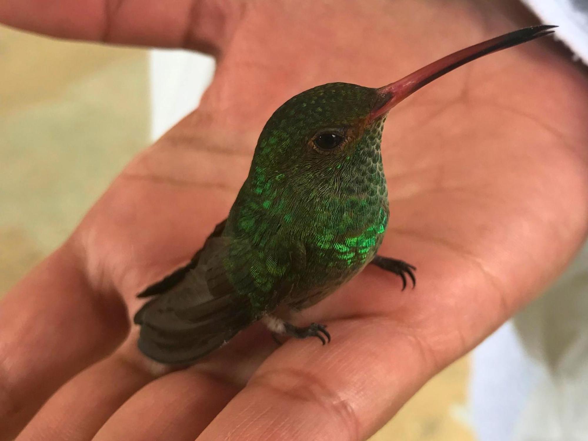 Hotel Casa Colibri Palomino Zewnętrze zdjęcie